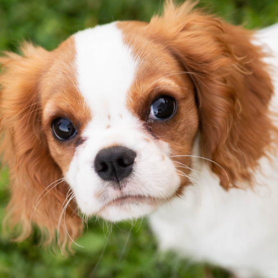Cavalier King Charles Spaniel Puppy For Sale - Seaside Pups